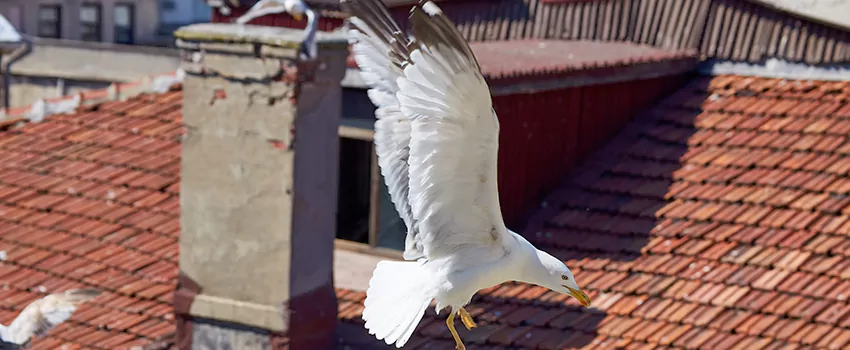 Residential Chimney Animal Removal Solution in Woodmere, NY